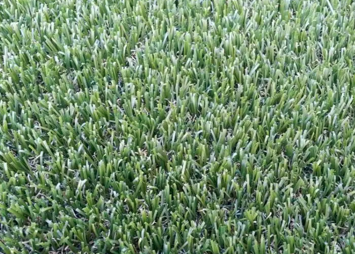 Garden Lawn Grass